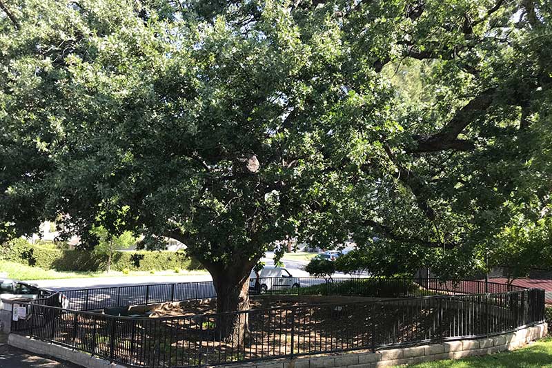 Beautiful Oak Tree in Valencia Hills Community