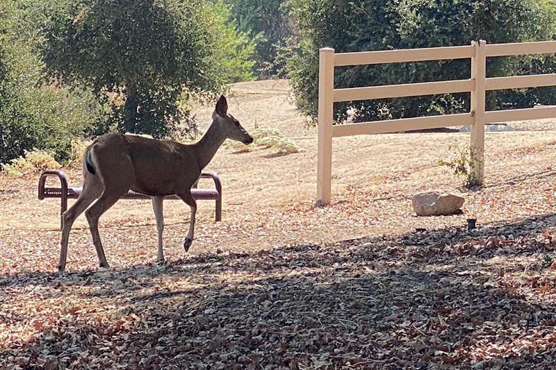 Deer at Pico Canyon Park