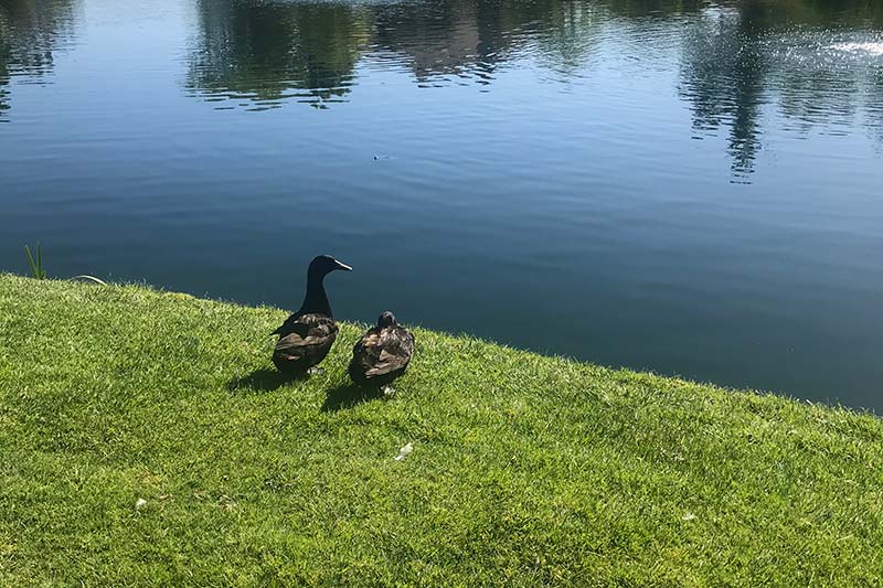 Ducks on Watch in Valencia Bridgeport