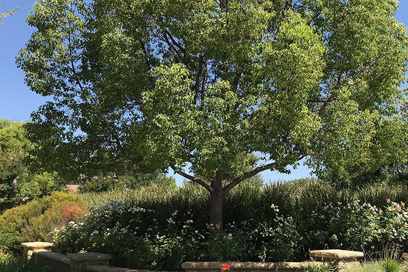 Gorgeous Tree in Alta Vista Community