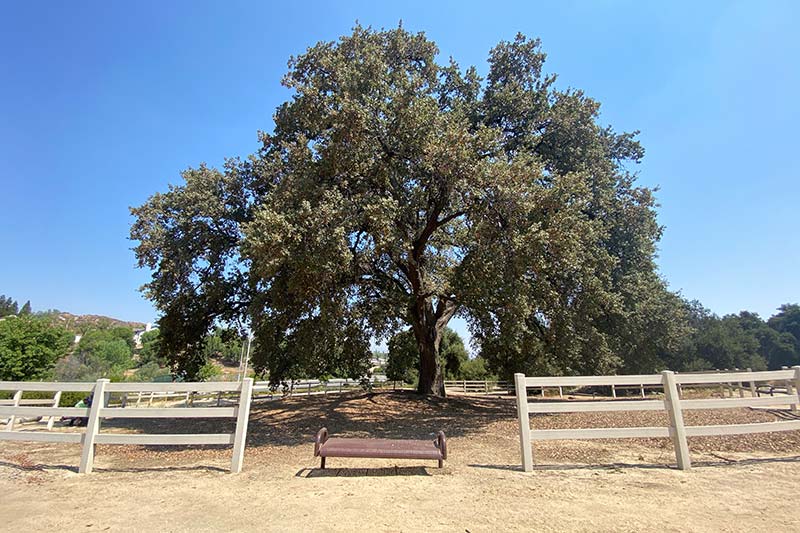 Old Glory Oak Tree at Pico Canyon Park