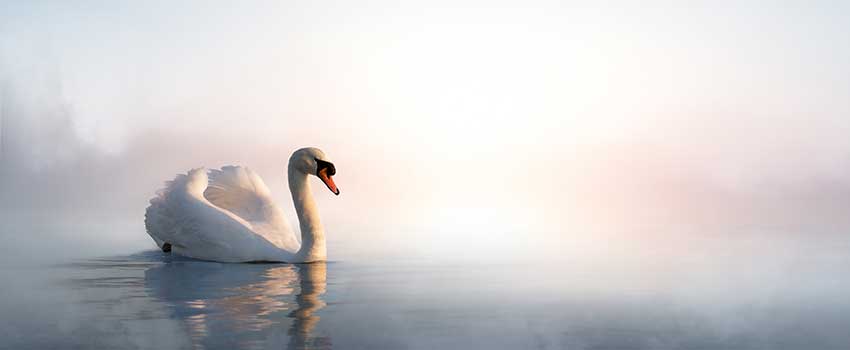 Swan on Calm Lake