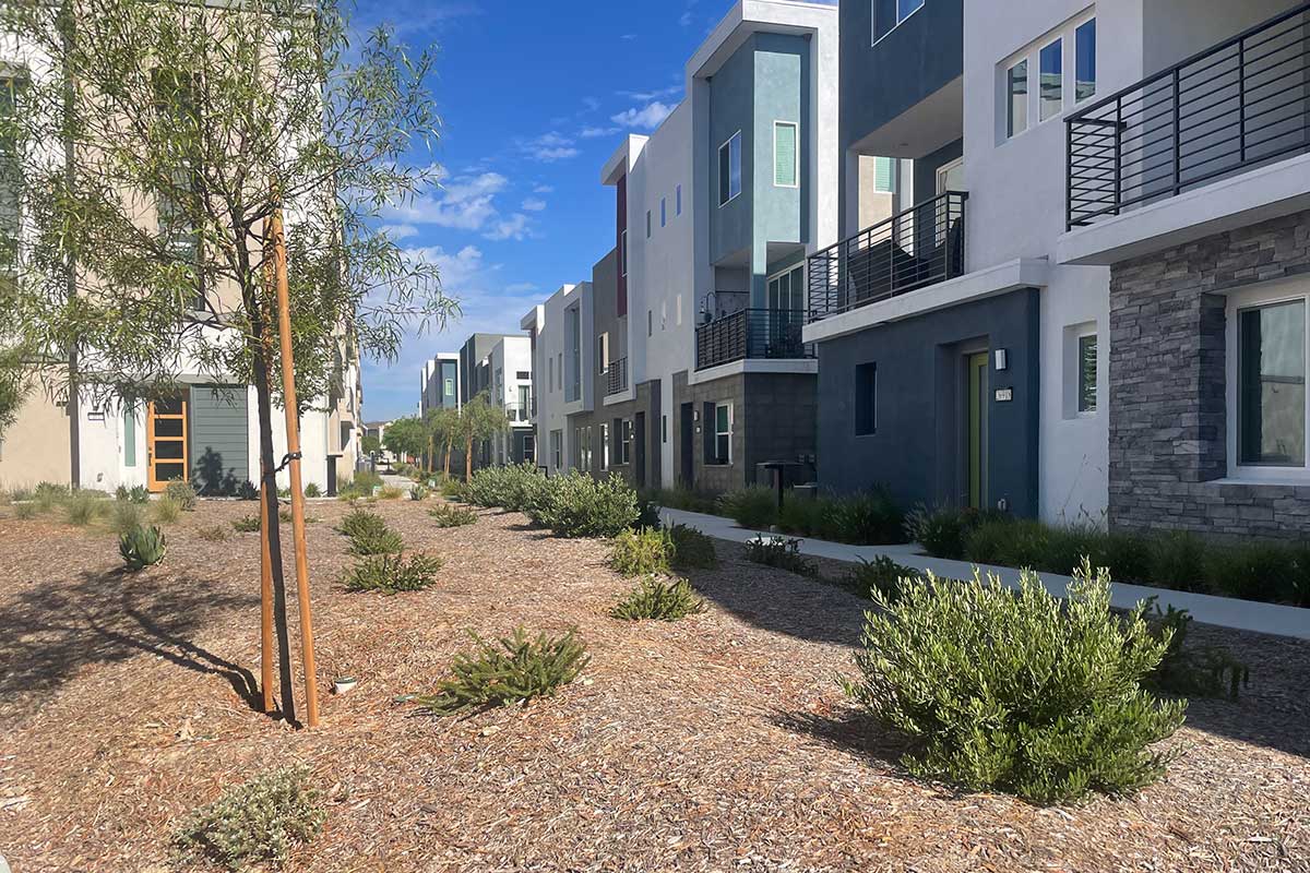 Drought Tolerant Landscaping in Tulip