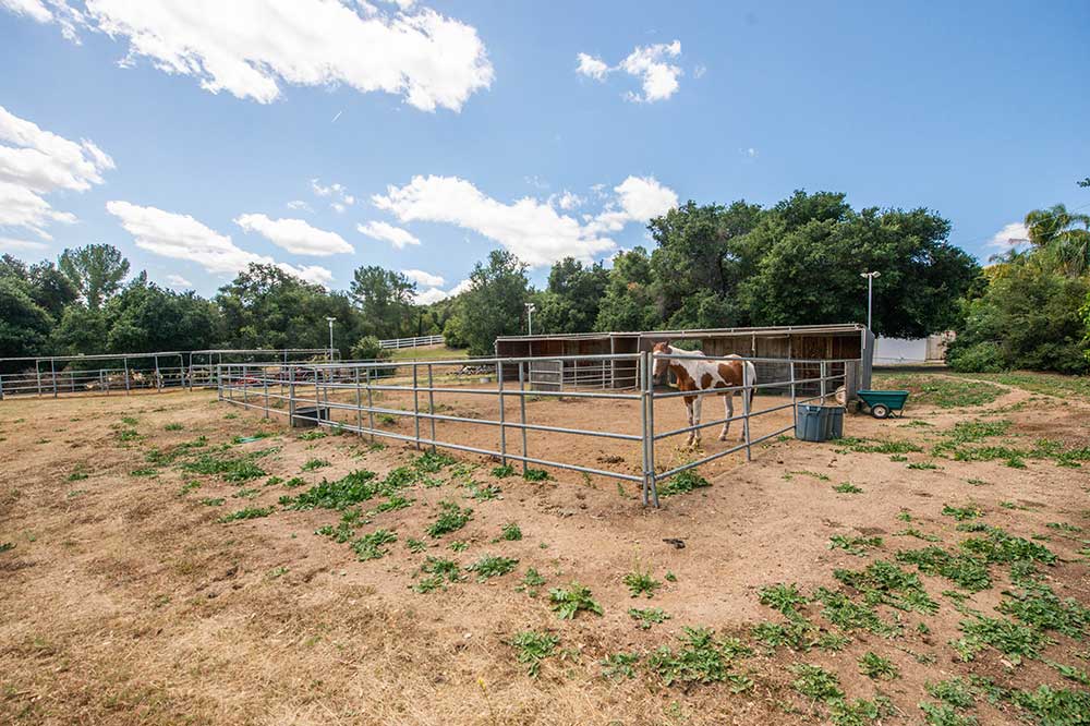 Horse at 30602 Hasley Canyon Road