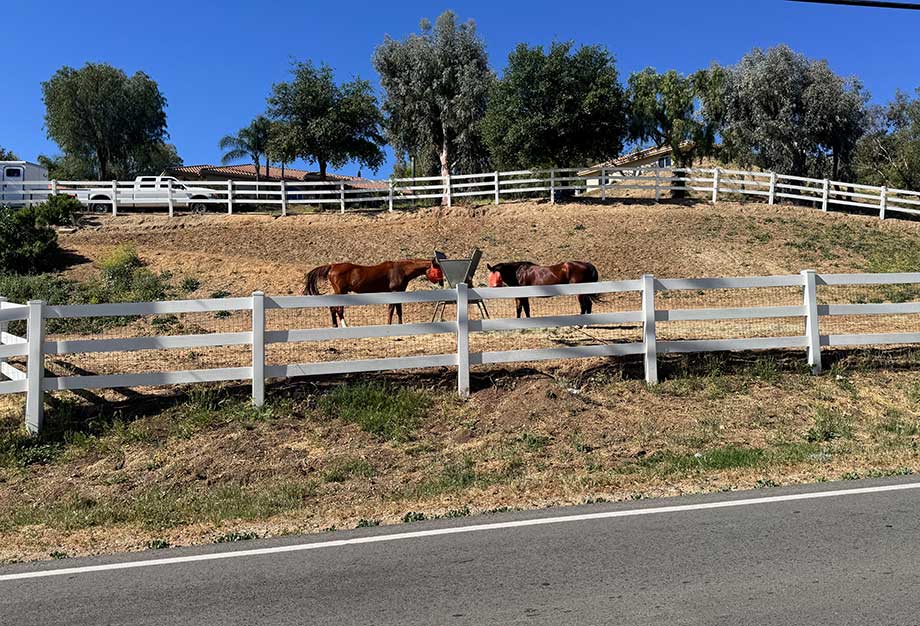 Horses Eating in Hasley Canyon